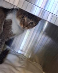 Shelter Stray Female Cat last seen , 1850 W 60th St, Los Angeles, CA 90047, USA