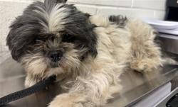 Shelter Stray Male Dog last seen STRAYS GRANADA/SPHON, 333 Chandler Pl, San Bernardino, CA 92408, USA