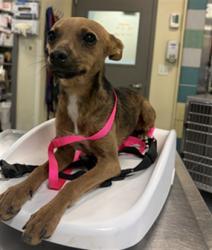 Shelter Stray Male Dog last seen Near BLOCK S STATE ST, HEMET, CA 92543, 581 S Grand Ave, San Jacinto, CA 92582, USA