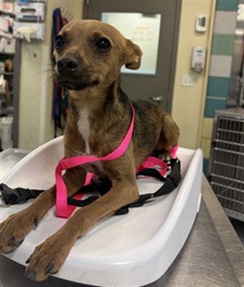 Shelter Stray Male Dog last seen Near BLOCK S STATE ST, HEMET, CA 92543, 581 S Grand Ave, San Jacinto, CA 92582, USA
