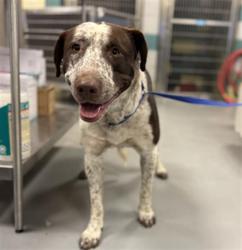 Shelter Stray Female Dog last seen JUNIPER FLATS RD/PURPLE SAGE TRAIL, NUEVO CA 92567, 581 S Grand Ave, San Jacinto, CA 92582, USA