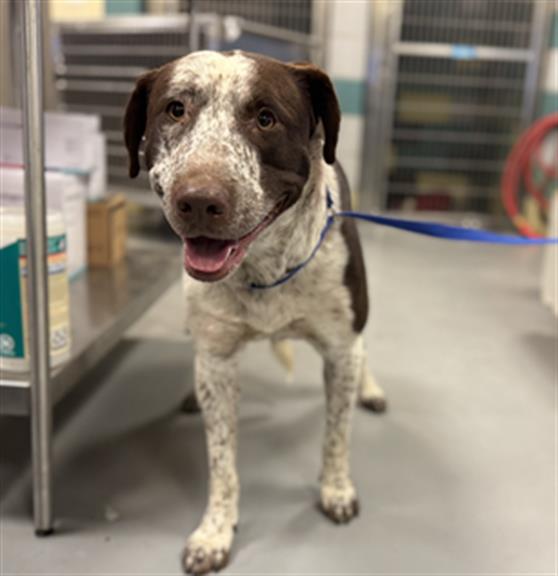 Shelter Stray Female Dog last seen JUNIPER FLATS RD/PURPLE SAGE TRAIL, NUEVO CA 92567, 581 S Grand Ave, San Jacinto, CA 92582, USA