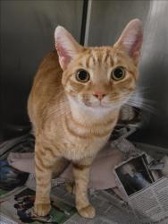 Shelter Stray Male Cat last seen , 14409 Vanowen St, Van Nuys, CA 91405, USA