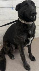 Shelter Stray Female Dog last seen Near BLOCK IVY AVE, 333 Chandler Pl, San Bernardino, CA 92408, USA