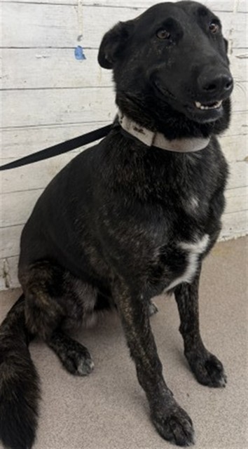 Shelter Stray Female Dog last seen Near BLOCK IVY AVE, 333 Chandler Pl, San Bernardino, CA 92408, USA