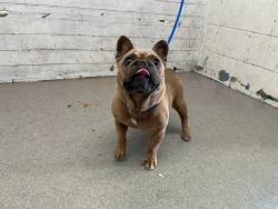 Shelter Stray Female Dog last seen PALMETTO AND MALAGA, 333 Chandler Pl, San Bernardino, CA 92408, USA