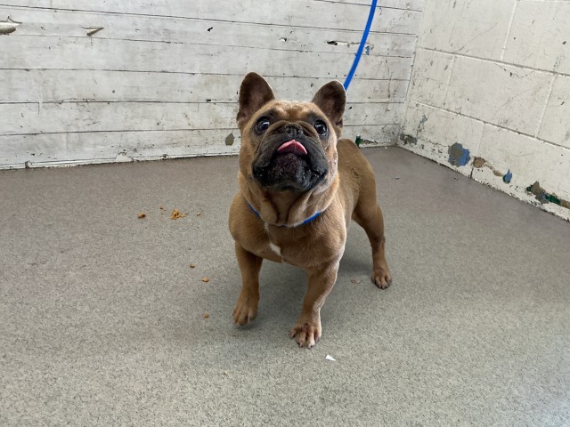 Shelter Stray Female Dog last seen PALMETTO AND MALAGA, 333 Chandler Pl, San Bernardino, CA 92408, USA