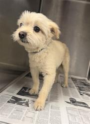 Shelter Stray Male Dog last seen , 14409 Vanowen St, Van Nuys, CA 91405, USA