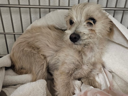 Shelter Stray Male Dog last seen , 14409 Vanowen St, Van Nuys, CA 91405, USA