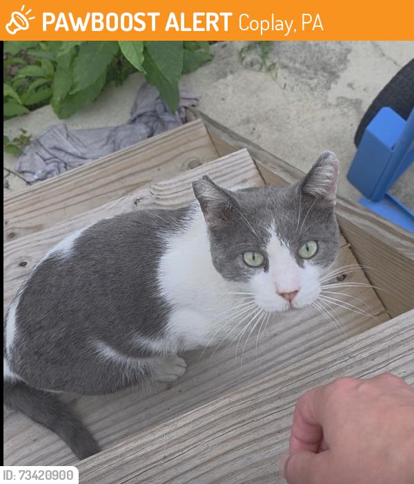 Found/Stray Male Cat last seen S Front St Coplay, PA, Coplay, PA 18067