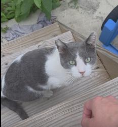 Found/Stray Male Cat last seen S Front St Coplay, PA, Coplay, PA 18067