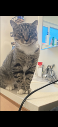 Lost Male Cat last seen Walter’s way and Detroit, Concord, CA 94520