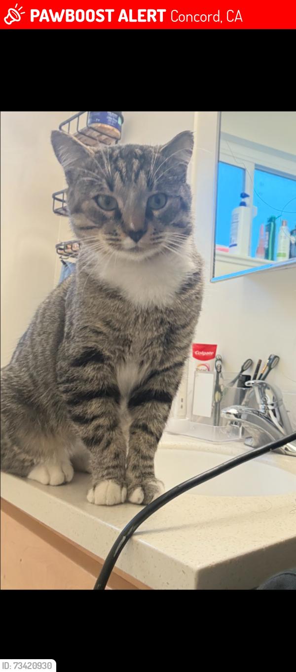 Lost Male Cat last seen Walter’s way and Detroit, Concord, CA 94520