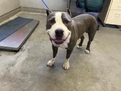 Shelter Stray Male Dog last seen , 600 Aviation Dr, Camarillo, CA 93010, USA