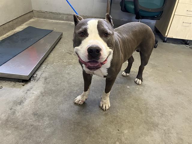 Shelter Stray Male Dog last seen , 600 Aviation Dr, Camarillo, CA 93010, USA