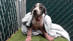 Shelter Stray Female Dog last seen , 11258 Garfield Ave, Downey, CA 90242, USA