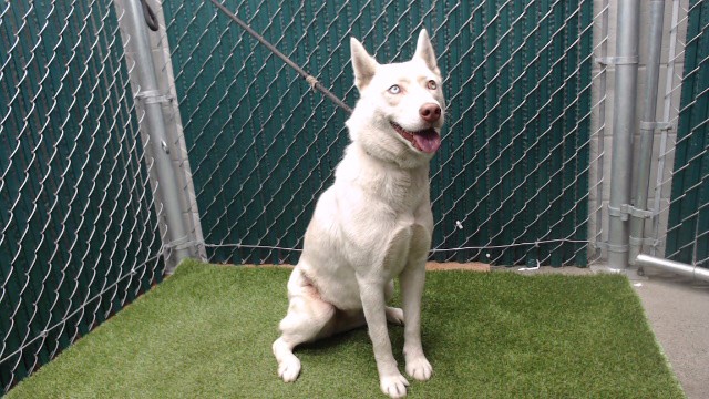 Shelter Stray Female Dog last seen , 11258 Garfield Ave, Downey, CA 90242, USA