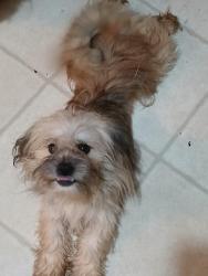 Lost Female Dog last seen South st, Jackson, MI 49203