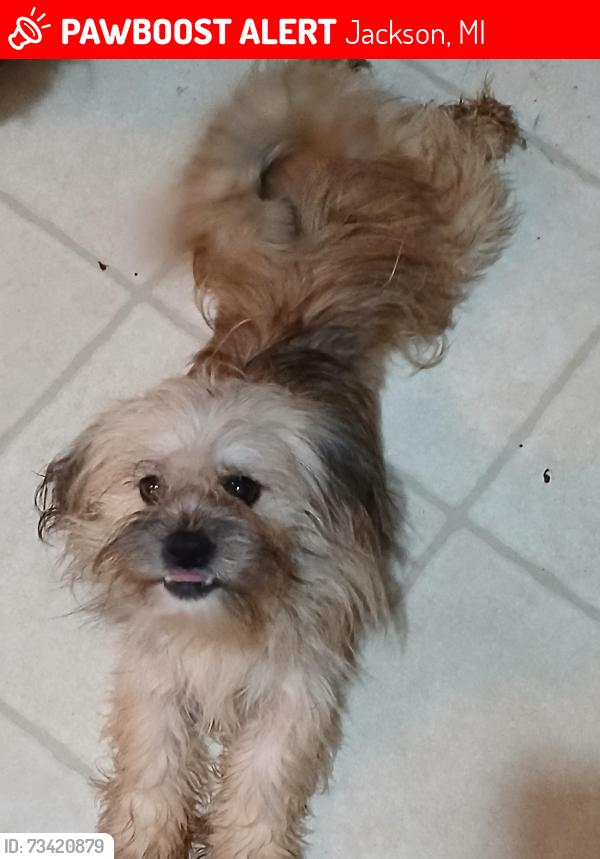 Lost Female Dog last seen South st, Jackson, MI 49203