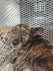 Shelter Stray Female Dog last seen Near BLOCK ROBERTS LN, BAKERSFIELD CA 93308, 3951 Fruitvale Ave, Bakersfield, CA 93308, USA