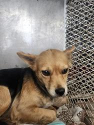 Shelter Stray Female Dog last seen Near BLOCK ROBERTS LN, BAKERSFIELD CA 93308, 3951 Fruitvale Ave, Bakersfield, CA 93308, USA