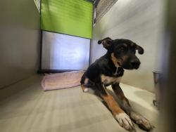 Shelter Stray Male Dog last seen Near BLOCK MONACHE DR, BAKERSFIELD CA 93308, 3951 Fruitvale Ave, Bakersfield, CA 93308, USA