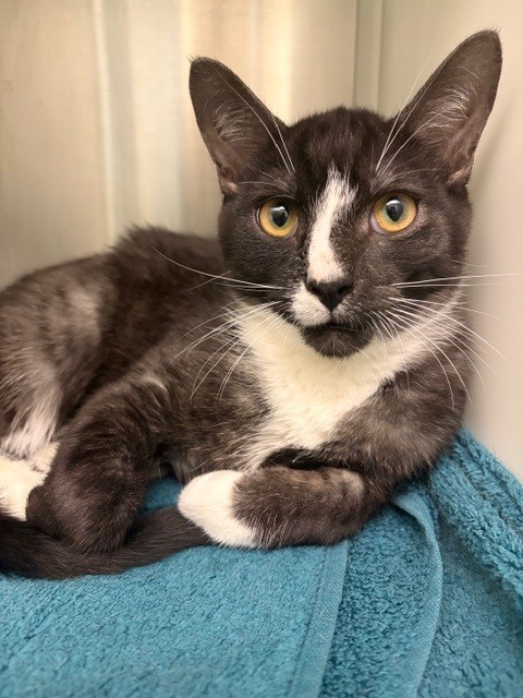 Shelter Stray Male Cat last seen BROMLEY LN AND LARK AVE, 12155 Park Blvd, Brighton, CO 80601, USA