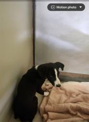 Shelter Stray Female Dog last seen Near BLOCK MONACHE DR, BAKERSFIELD CA 93308, 3951 Fruitvale Ave, Bakersfield, CA 93308, USA