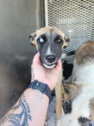 Shelter Stray Female Dog last seen Near BLOCK MONACHE DR, BAKERSFIELD CA 93308, 3951 Fruitvale Ave, Bakersfield, CA 93308, USA