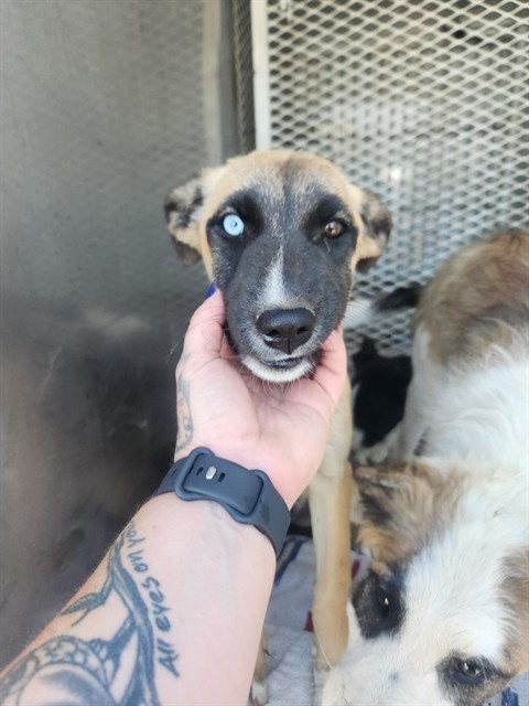 Shelter Stray Female Dog last seen Near BLOCK MONACHE DR, BAKERSFIELD CA 93308, 3951 Fruitvale Ave, Bakersfield, CA 93308, USA