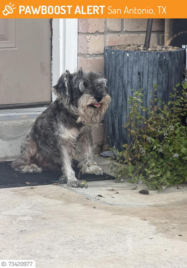 Found/Stray Male Dog last seen Topperwein, San Antonio, TX 78233