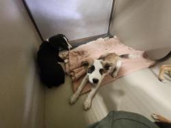 Shelter Stray Female Dog last seen Near BLOCK MONACHE DR, BAKERSFIELD CA 93308, 3951 Fruitvale Ave, Bakersfield, CA 93308, USA