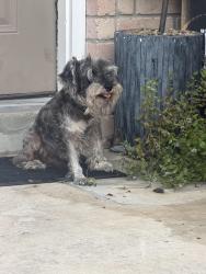 Found/Stray Male Dog last seen Topperwein, San Antonio, TX 78233
