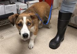Shelter Stray Female Dog last seen Near BLOCK HARDING AVE, BAKERSFIELD CA 93308, 3951 Fruitvale Ave, Bakersfield, CA 93308, USA