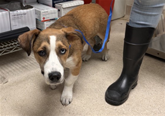 Shelter Stray Female Dog last seen Near BLOCK HARDING AVE, BAKERSFIELD CA 93308, 3951 Fruitvale Ave, Bakersfield, CA 93308, USA