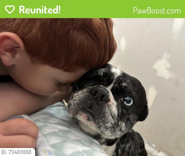 Reunited Male Dog last seen Sorensen and Keith Dr, Whittier, CA 90606