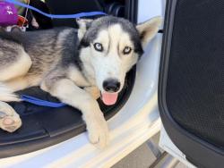 Shelter Stray Male Dog last seen Near BLOCK DEPAUL ST, PERRIS, CA, 227 N D St, Perris, CA 92570, USA