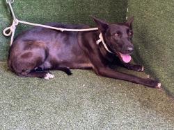 Shelter Stray Female Dog last seen , 5210 W Ave I, Lancaster, CA 93536, USA