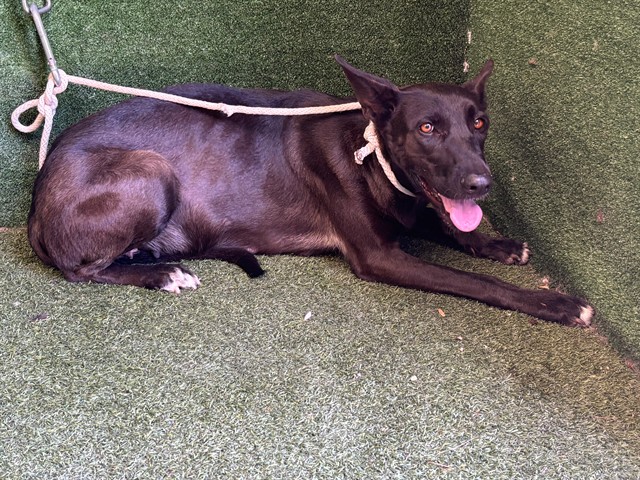 Shelter Stray Female Dog last seen , 5210 W Ave I, Lancaster, CA 93536, USA