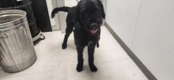 Shelter Stray Male Dog last seen , 11361 W Pico Blvd, Los Angeles, CA 90064, USA