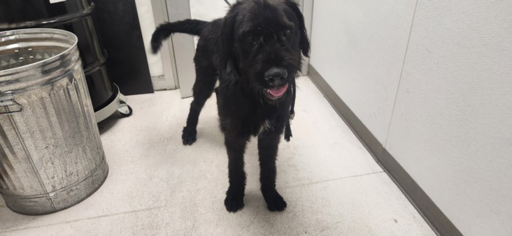Shelter Stray Male Dog last seen , 11361 W Pico Blvd, Los Angeles, CA 90064, USA