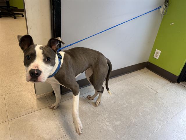Shelter Stray Female Dog last seen Near BLOCK 24TH AVE S, SEATAC WA 98198, 21615 64th Ave S, Kent, WA 98032, USA