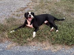 Found/Stray Male Dog last seen Richard Petty Museam., Randleman, NC 27317