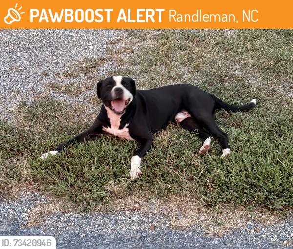 Found/Stray Male Dog last seen Richard Petty Museam., Randleman, NC 27317