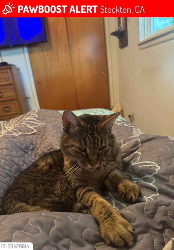 Lost Male Cat last seen W March and buckley cove, Stockton, CA 95219