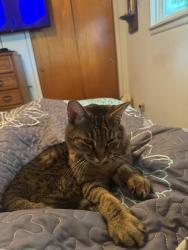 Lost Male Cat last seen W March and buckley cove, Stockton, CA 95219