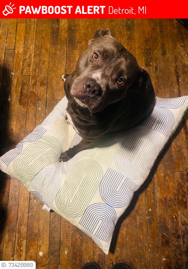 Lost Male Dog last seen Avondale and scripp, Detroit, MI 48215