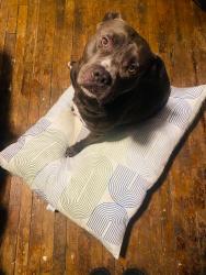 Lost Male Dog last seen Avondale and scripp, Detroit, MI 48215