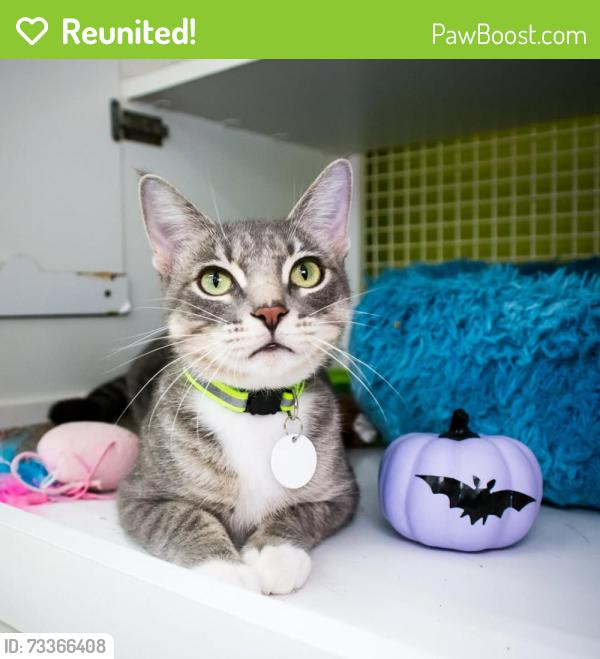 Reunited Female Cat last seen Near Michigan ests & Feric Rd E, St. Cloud, FL 34769