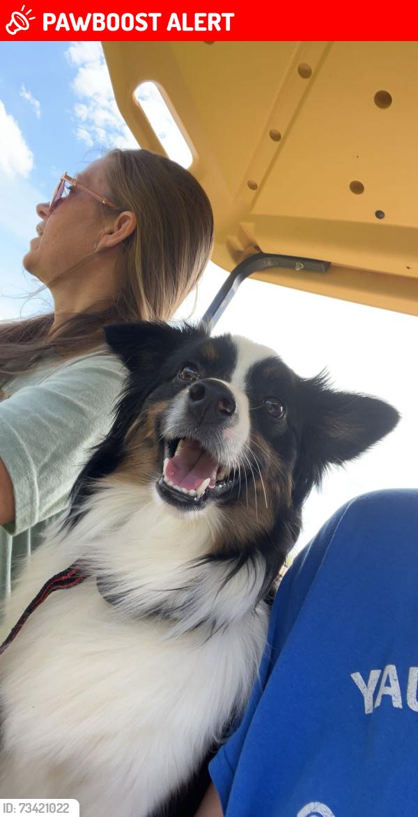 Lost Male Dog last seen E stagecoach trail and sugar hill rd, Cleveland County, NC 28090